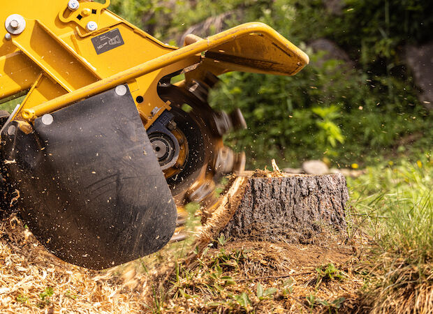 © Valmedia - stock.adobe.com Wurzelfräsen