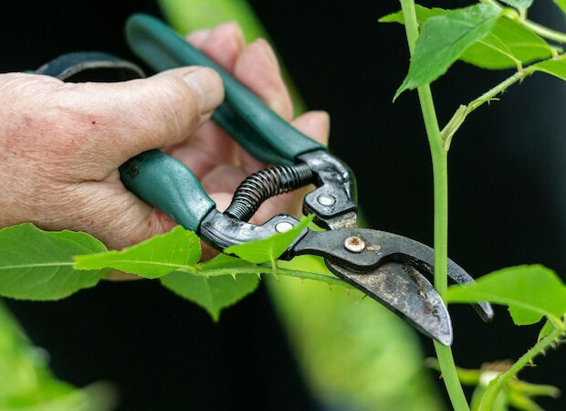 © Margarita Shtyfura - unsplash.com Gartenpflege