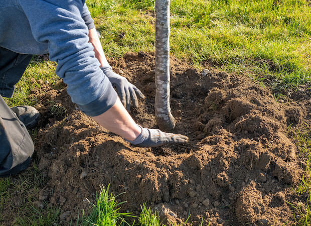 © Sonja Birkelbach - stock.adobe.com Baumpflanzung