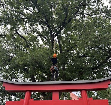 Professioneller Baumschnitt – Harmonisches Schnittbild Professioneller Baumschnitt – Harmonisches Schnittbild Unser Ziel ist ein gesunder, stabiler und optisch ansprechender Baum. Durch fachgerechte Schnitte entsteht ein harmonisches Schnittbild, das: Die natürliche Wuchsform bewahrt Die Vitalität des Baumes stärkt Die Verkehrssicherheit gewährleistet Jeder Schnitt wird gezielt gesetzt, um das Wachstum zu lenken und gleichzeitig die Ästhetik des Baumes zu erhalten.