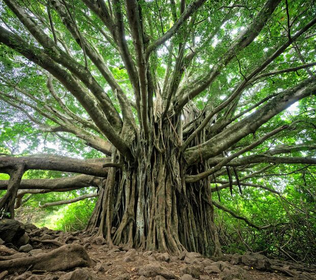 © Brandon Green - unsplash.com © Brandon Green - unsplash.com